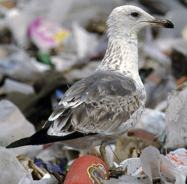 Heuglin's Gull - Larus heuglini