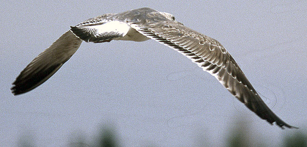 Heuglin's Gull - Larus heuglini