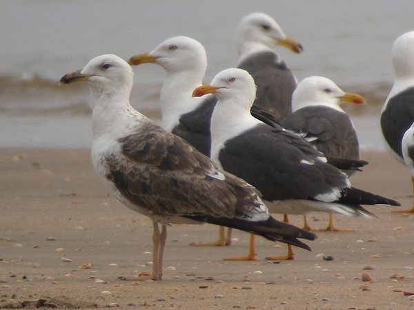 Baltic Gull - Larus fuscus fuscus
