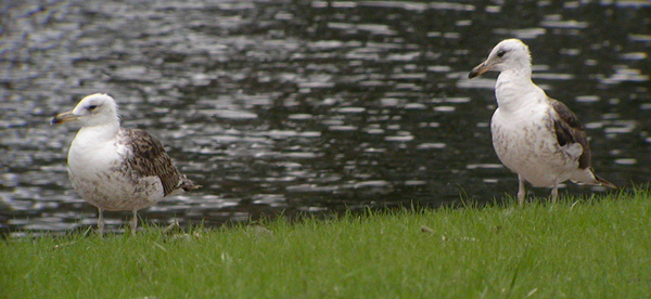 Baltic Gull - Larus fuscus fuscus