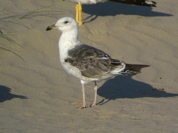 Lesser Black-backed Gull - Larus fuscus intermedius