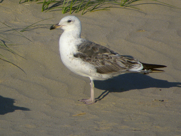 Lesser Black-backed Gull - Larus fuscus intermedius