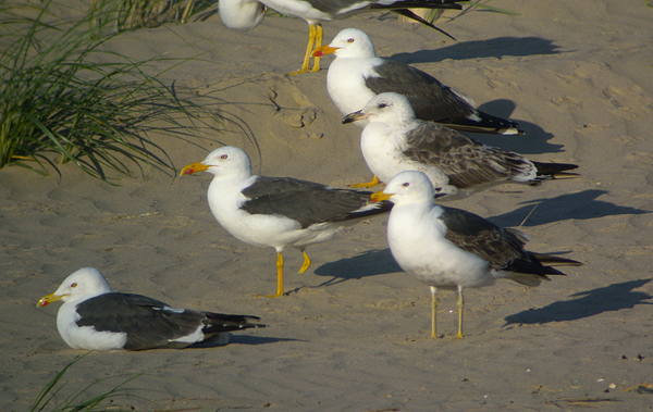 Lesser Black-backed Gull - Larus fuscus intermedius