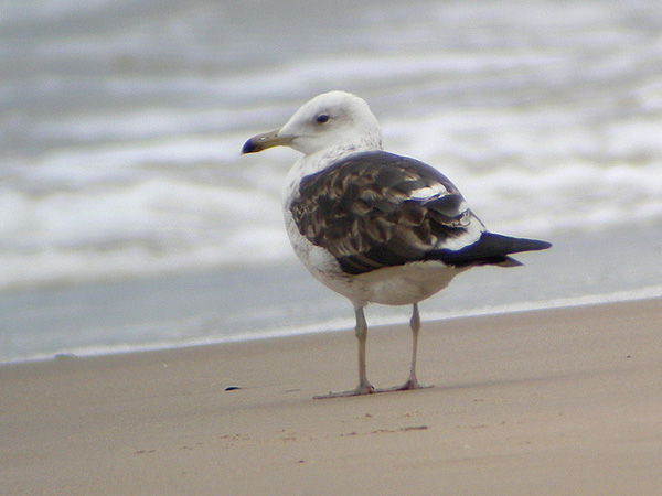 Baltic Gull - Larus fuscus fuscus
