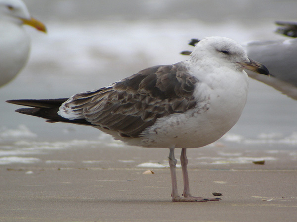 Lesser Black-backed Gull - Larus fuscus intermedius