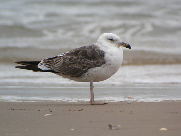 Lesser Black-backed Gull - Larus fuscus intermedius