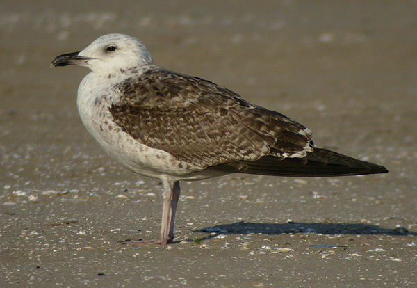 Baltic Gull - Larus fuscus fuscus