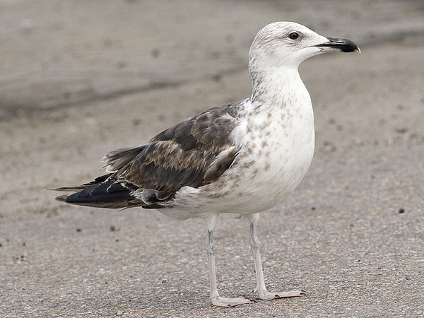 Baltic Gull - Larus fuscus fuscus