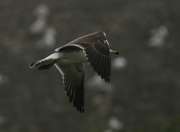 Baltic Gull - Larus fuscus fuscus