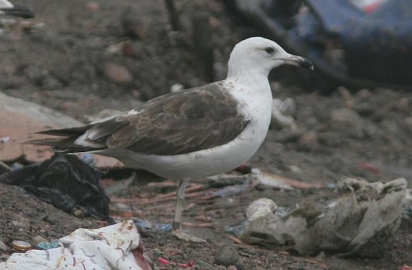 Baltic Gull - Larus fuscus fuscus