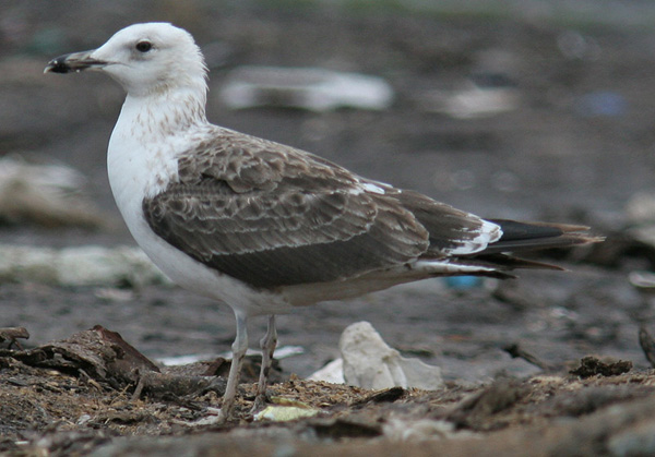 Baltic Gull - Larus fuscus fuscus
