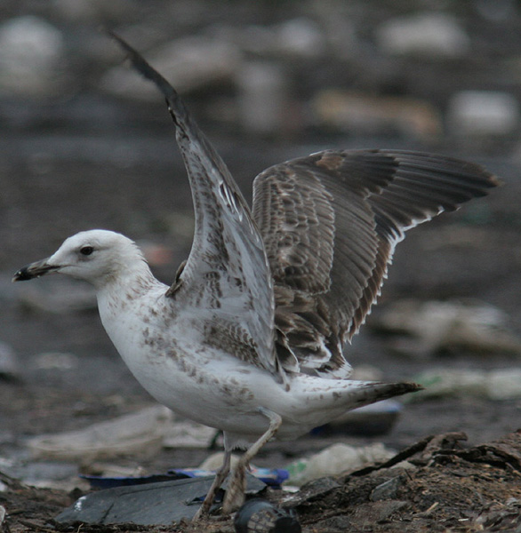 Baltic Gull - Larus fuscus fuscus