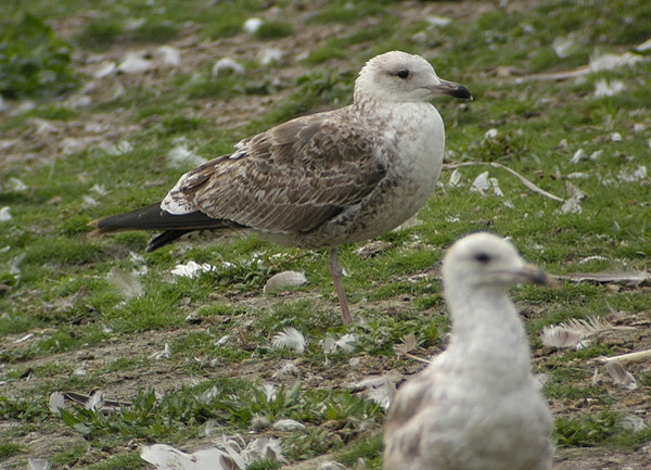 Baltic Gull - Larus fuscus fuscus