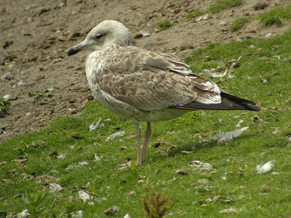 Baltic Gull - Larus fuscus fuscus