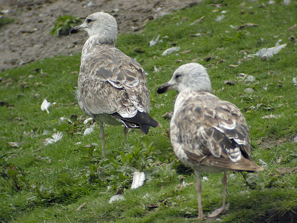 Baltic Gull - Larus fuscus fuscus