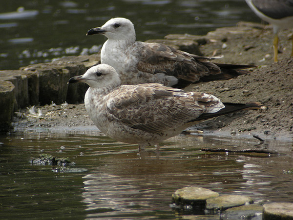 Baltic Gull - Larus fuscus fuscus