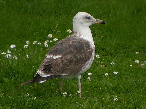 Baltic Gull - Larus fuscus fuscus