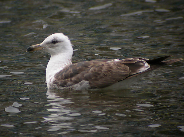 Baltic Gull - Larus fuscus fuscus