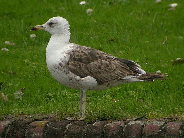Baltic Gull - Larus fuscus fuscus