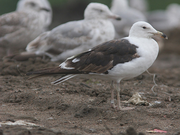 Baltic Gull - Larus fuscus fuscus