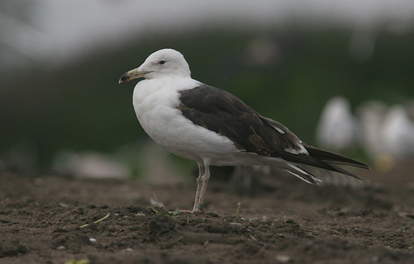 Baltic Gull - Larus fuscus fuscus
