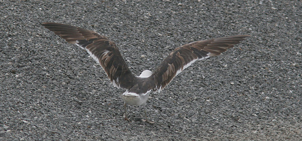 Baltic Gull - Larus fuscus fuscus