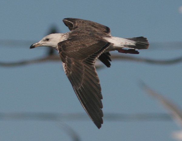 Baltic Gull - Larus fuscus fuscus