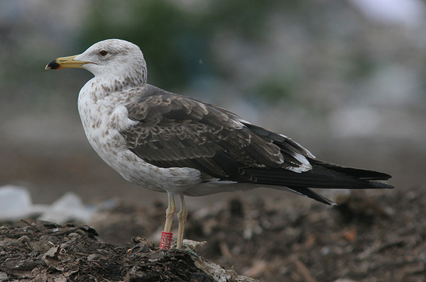 Baltic Gull - Larus fuscus fuscus