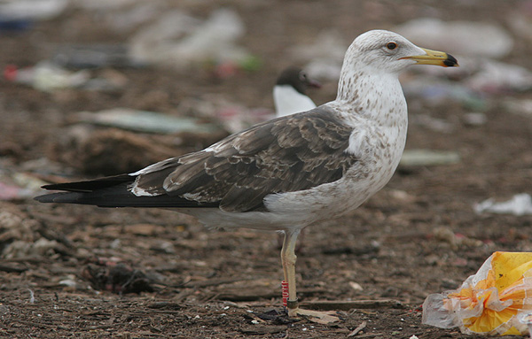 Baltic Gull - Larus fuscus fuscus