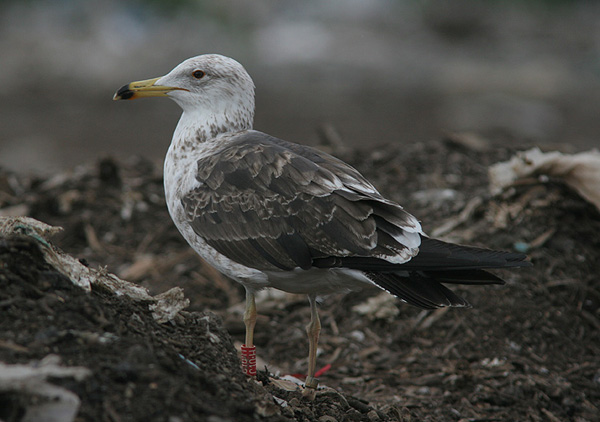 Baltic Gull - Larus fuscus fuscus