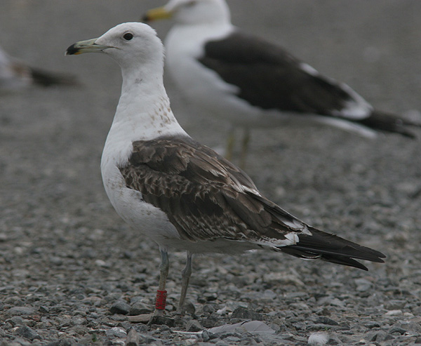 Baltic Gull - Larus fuscus fuscus