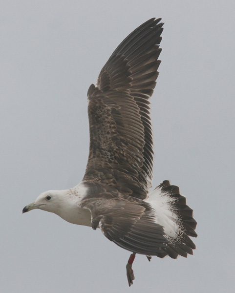 Baltic Gull - Larus fuscus fuscus