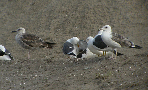 Baltic Gull - Larus fuscus fuscus