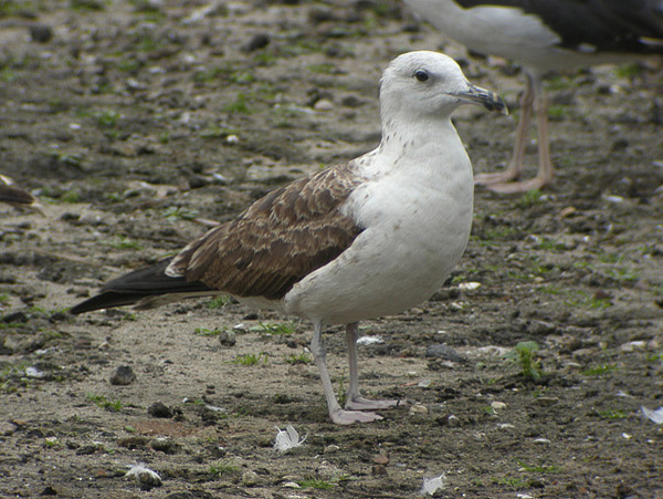 Baltic Gull - Larus fuscus fuscus