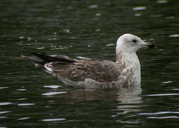 Baltic Gull - Larus fuscus fuscus