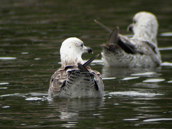 Baltic Gull - Larus fuscus fuscus