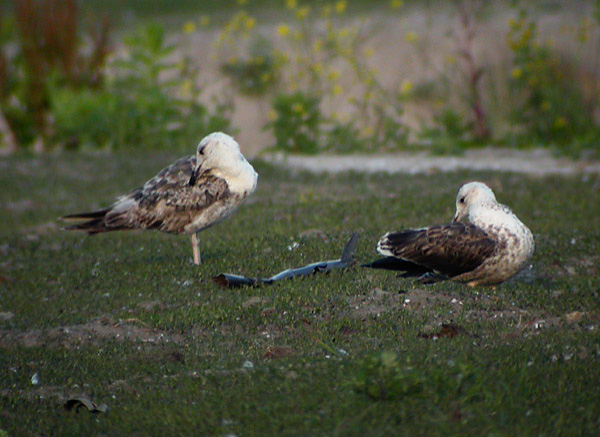 Baltic Gull - Larus fuscus fuscus