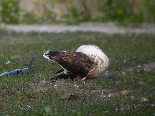 Baltic Gull - Larus fuscus fuscus