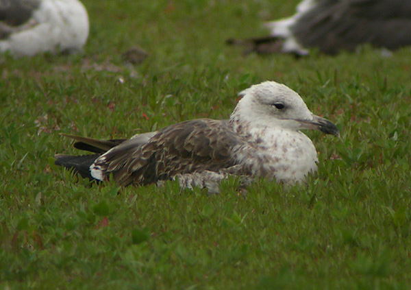 Baltic Gull - Larus fuscus fuscus