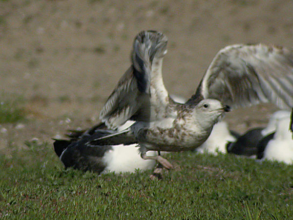 Baltic Gull - Larus fuscus fuscus