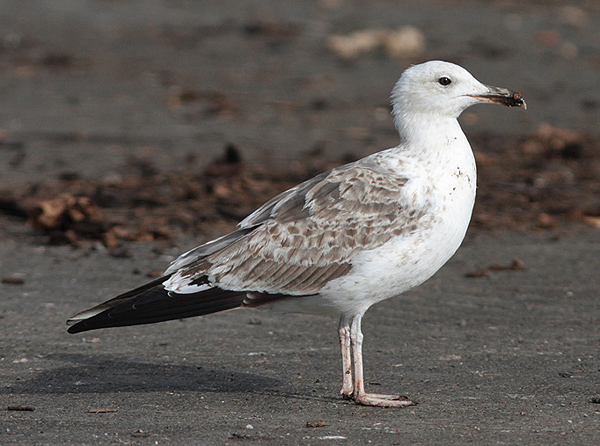 Baltic Gull - Larus fuscus fuscus