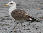2cy Baltic Gull L f fuscus