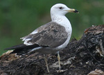 2cy Baltic Gull L f fuscus