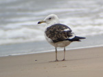 2cy Baltic Gull L f fuscus