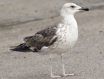 2cy Baltic Gull L f fuscus