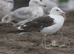 2cy Baltic Gull L f fuscus