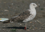 2cy Baltic Gull L f fuscus
