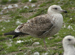 2cy Baltic Gull L f fuscus