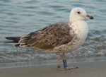 2cy Lesser Black-backed Gull L f intermedius