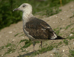 2cy Lesser Black-backed Gull L f intermedius